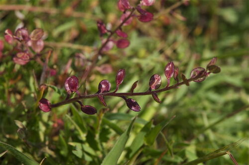Lepidium nitidum (Shining Pepperweed) — photo
