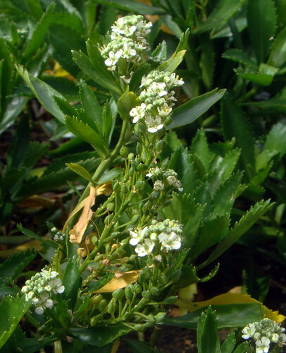 Lepidium oleraceum
