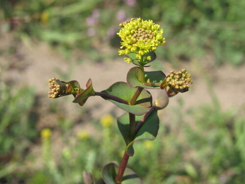 Lepidium perfoliatum (Clasping pepperweed) — photo