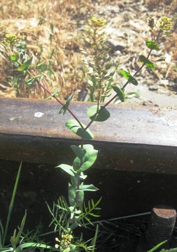 Lepidium perfoliatum (Clasping pepperweed) — photo