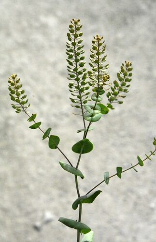 Lepidium perfoliatum