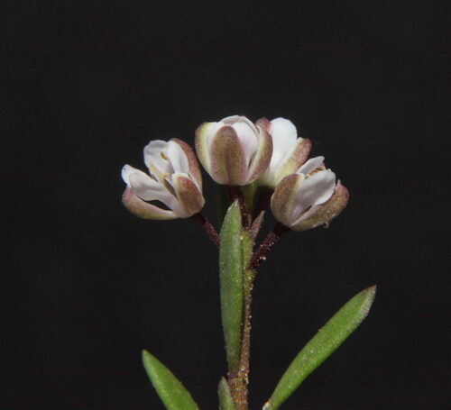 Lepidium rotundum (Veined Peppercress) — photo