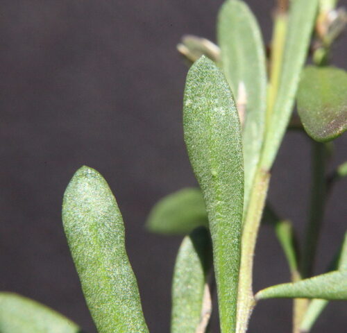 Lepidium rotundum (Veined Peppercress) — photo
