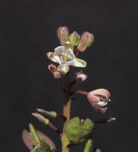 Lepidium rotundum