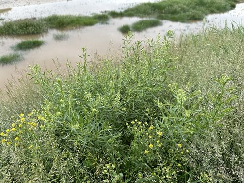 Lepidium ruderale (Narrow Leaved Peppergrass) — photo