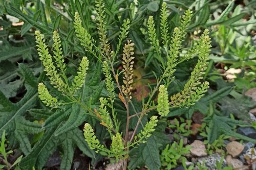 Lepidium ruderale (Narrow Leaved Peppergrass) — photo