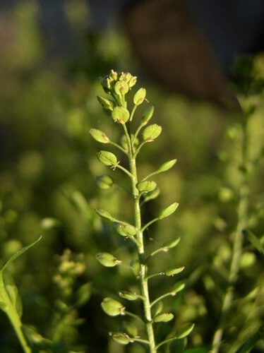 Lepidium ruderale