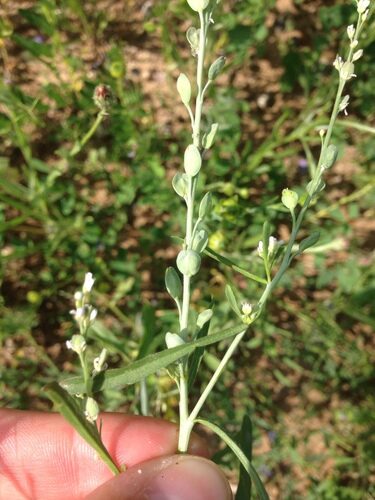 Lepidium sativum (Cress) — photo