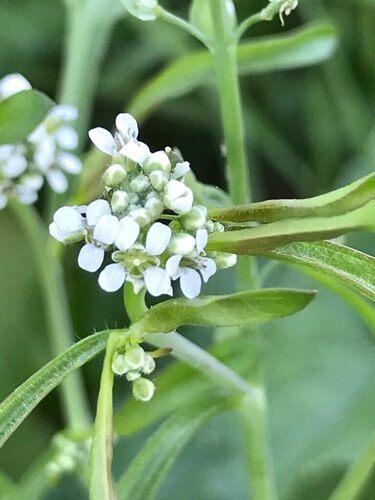 Lepidium sativum (Cress) — photo