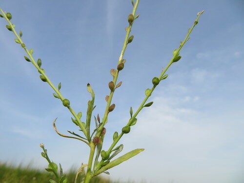 Lepidium sativum