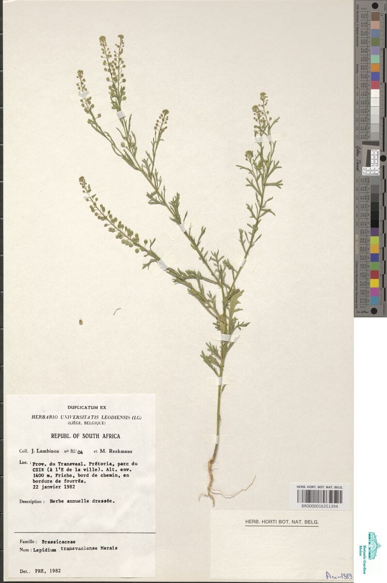 Lepidium transvaalense