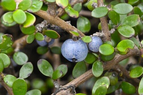 Leptecophylla juniperina (Mingimingi) — photo