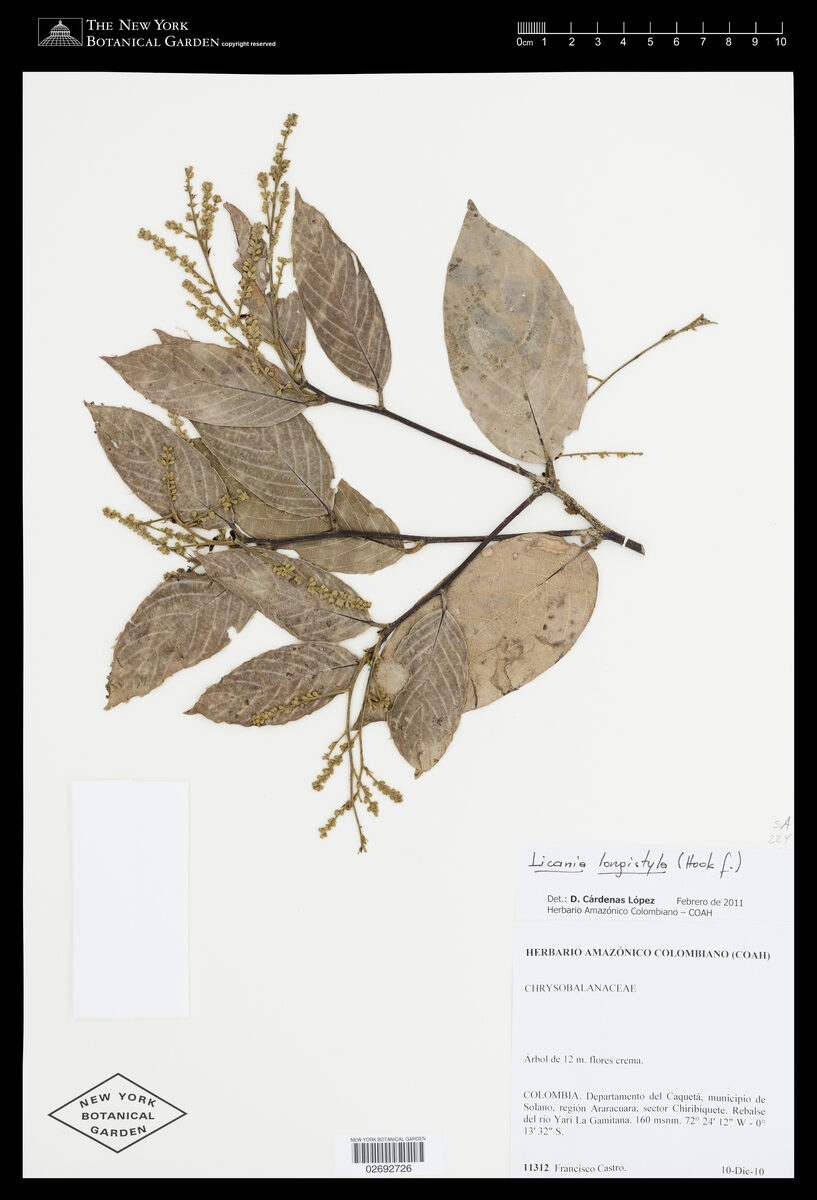 Leptobalanus longistylus — photo