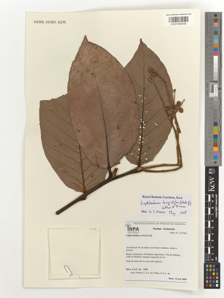 Leptobalanus longistylus — photo