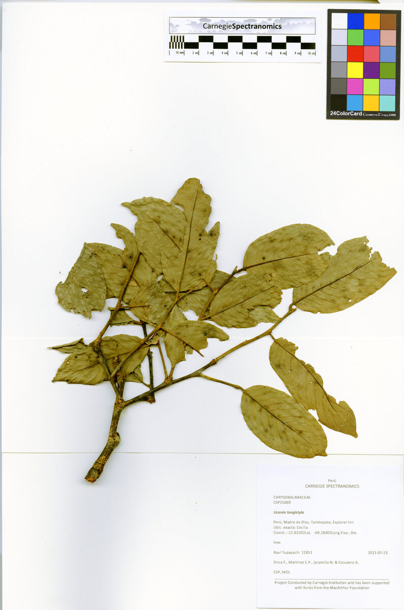 Leptobalanus longistylus