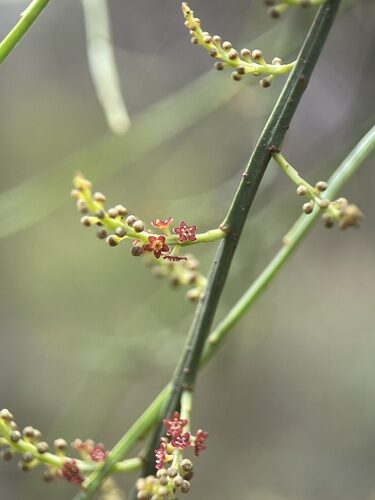 Leptomeria acida (Native Currant) — photo