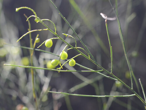 Leptomeria acida (Native Currant) — photo
