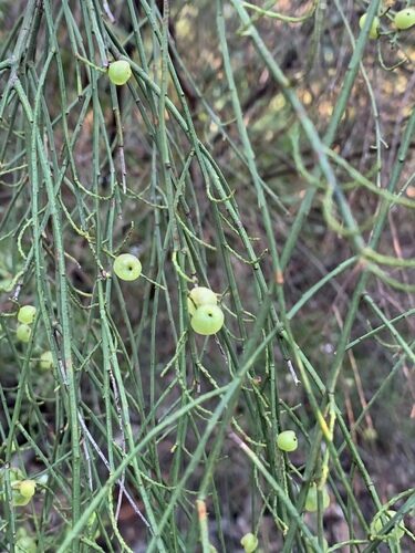 Leptomeria acida