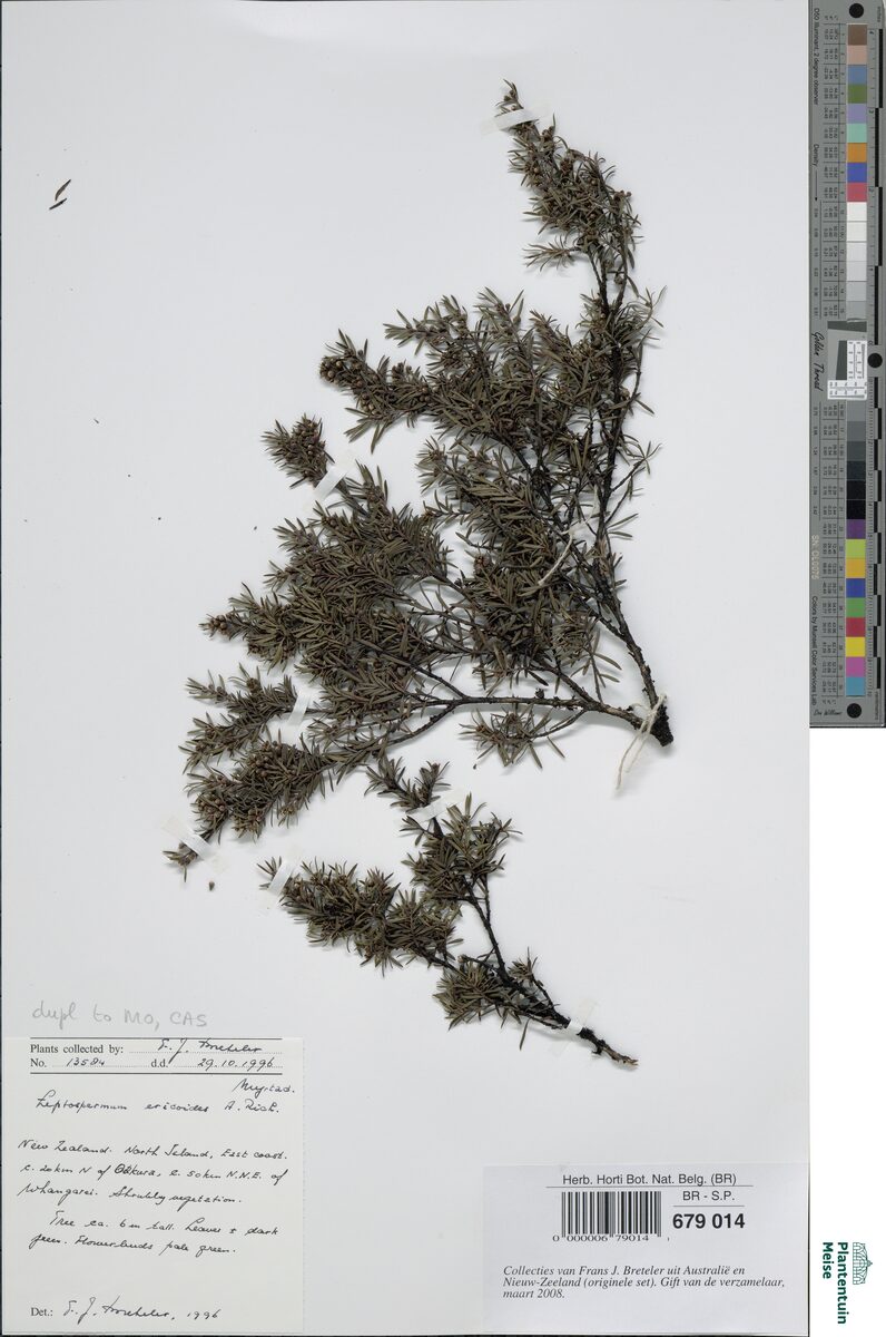 Leptospermum ericoides — photo