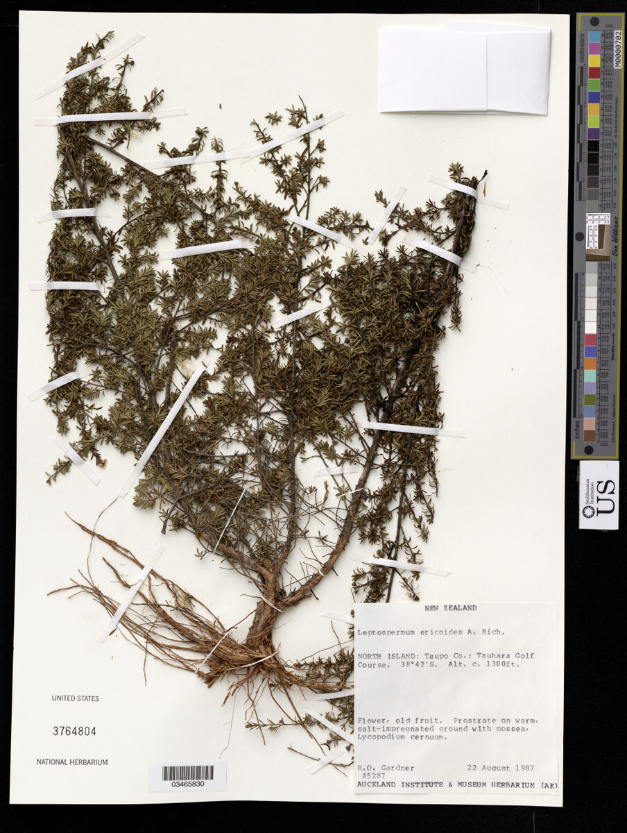 Leptospermum ericoides — photo