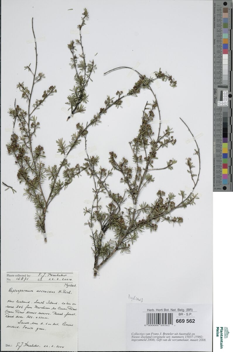 Leptospermum ericoides