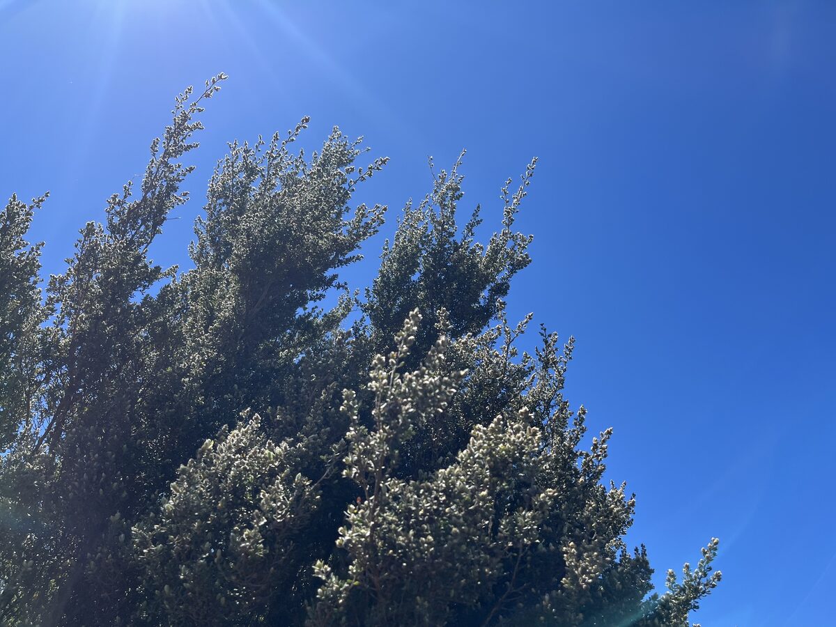 Leptospermum lanigerum - (Sol. ex Aiton.)Sm. (woolly tea-tree) — photo