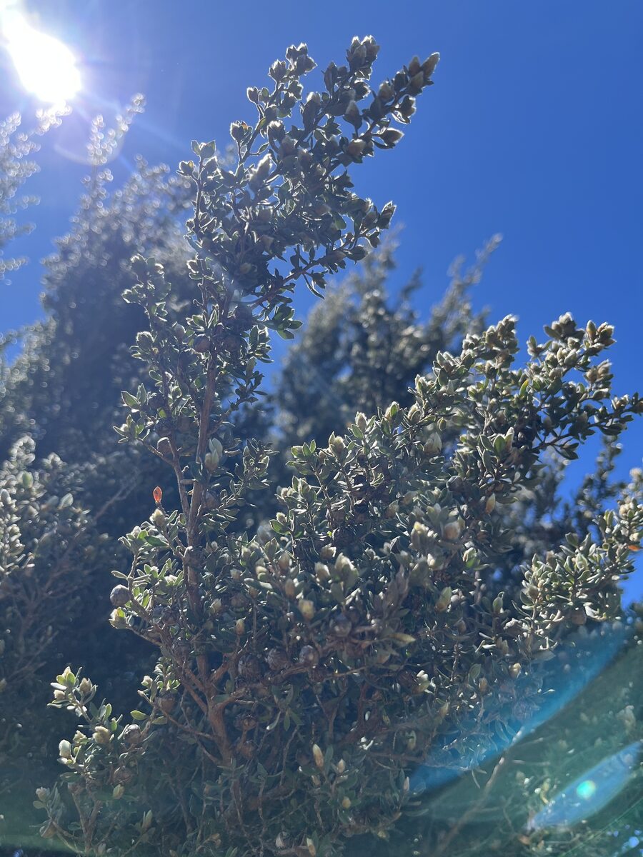 Leptospermum lanigerum - (Sol. ex Aiton.)Sm. (woolly tea-tree) — photo