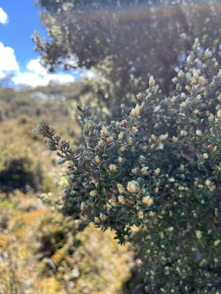 Leptospermum lanigerum - (Sol. ex Aiton.)Sm.