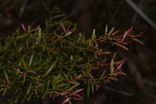 Leptospermum petersonii (Lemon Tea Tree) — photo
