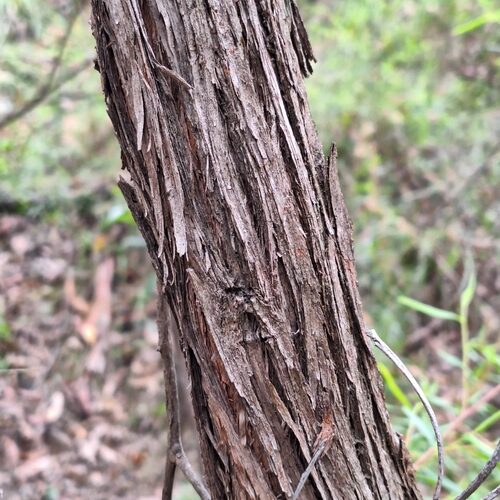 Leptospermum petersonii (Lemon Tea Tree) — photo
