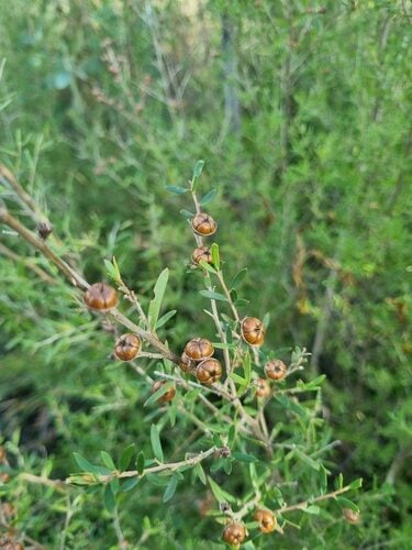 Leptospermum polygalifolium — photo