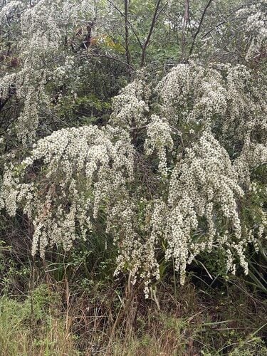 Leptospermum polygalifolium — photo