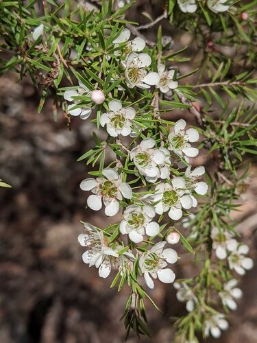 Leptospermum polygalifolium