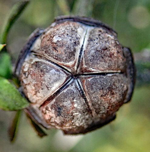 Leptospermum scoparium (Tea Tree) — photo