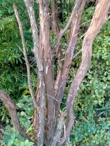 Leptospermum scoparium (Tea Tree) — photo