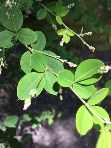 Lespedeza bicolor (Lespedeza) — photo