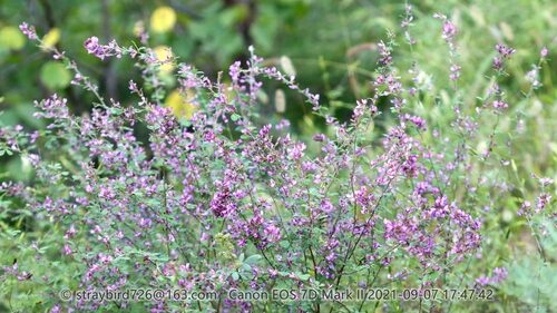 Lespedeza floribunda — photo