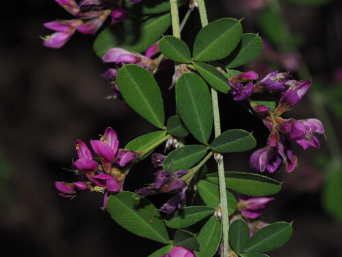 Lespedeza floribunda — photo