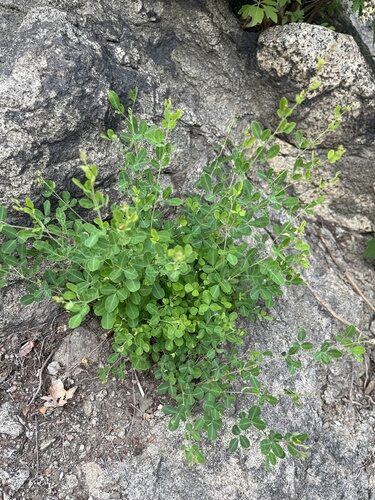 Lespedeza floribunda