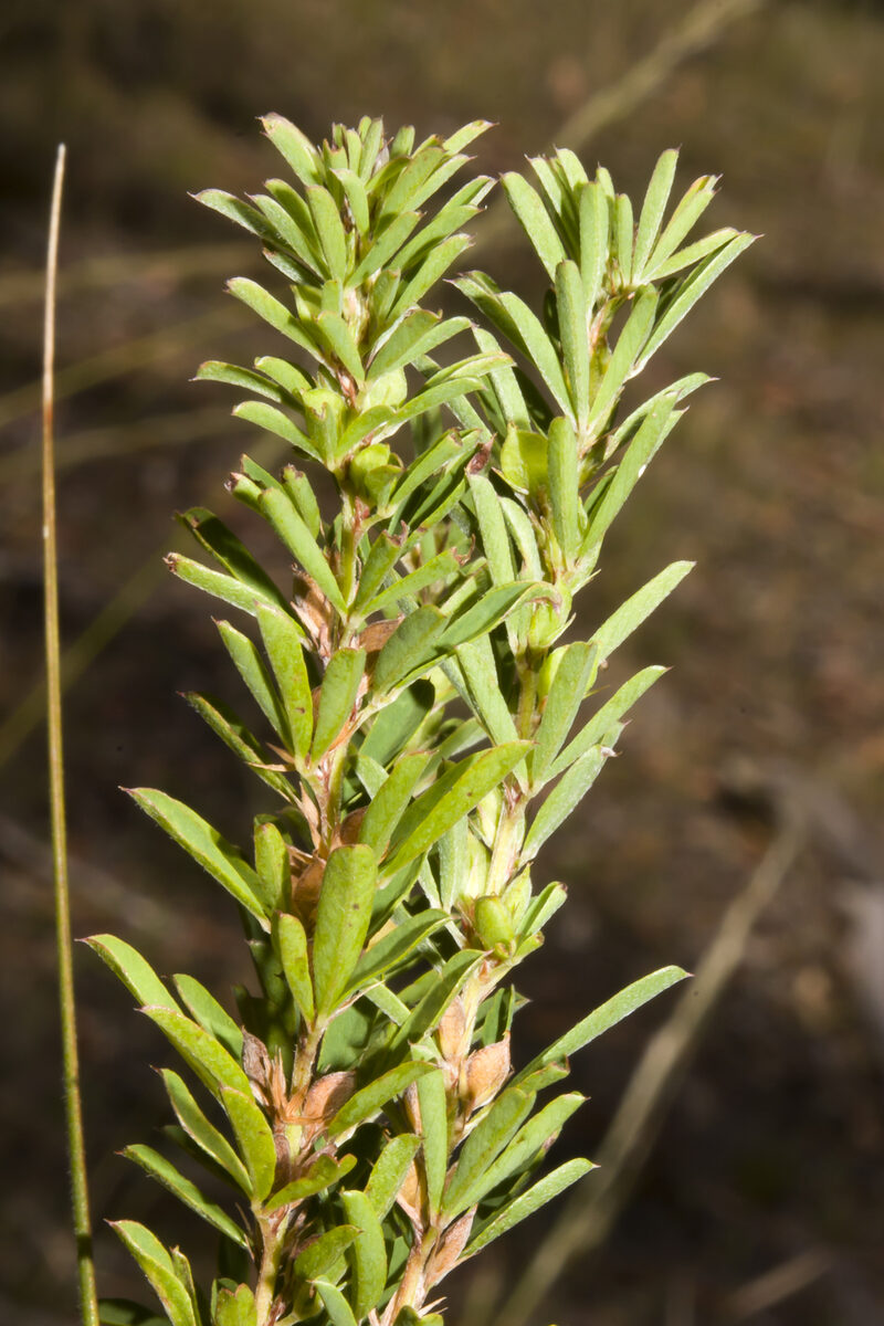 Lespedeza juncea - (L.f.)Pers. (Chinese Lespedeza) — photo