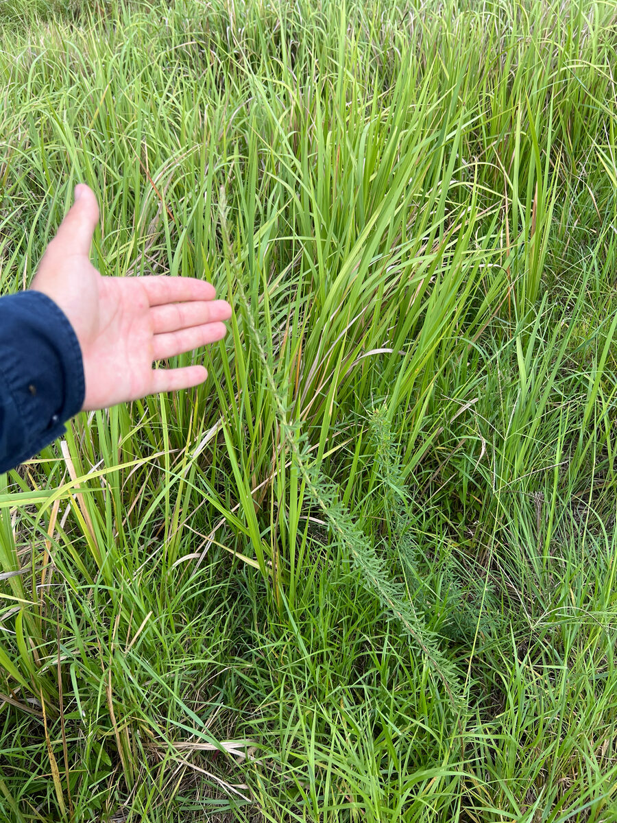 Lespedeza juncea - (L.f.)Pers. (Chinese Lespedeza) — photo