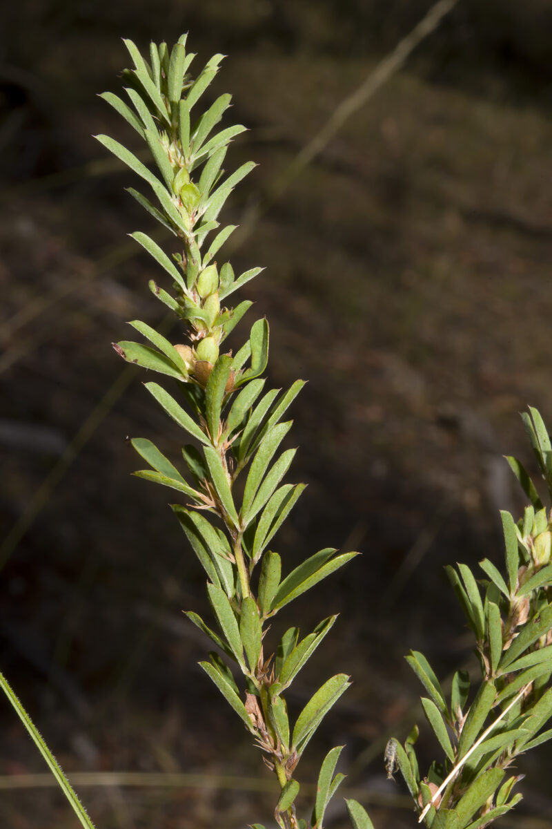 Lespedeza juncea - (L.f.)Pers.