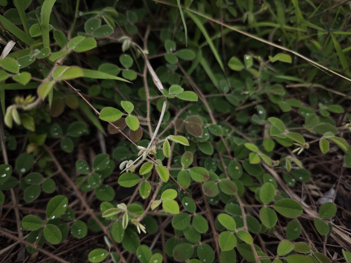 Lespedeza pilosa - (Thunb.)Siebold.&Zucc. — photo