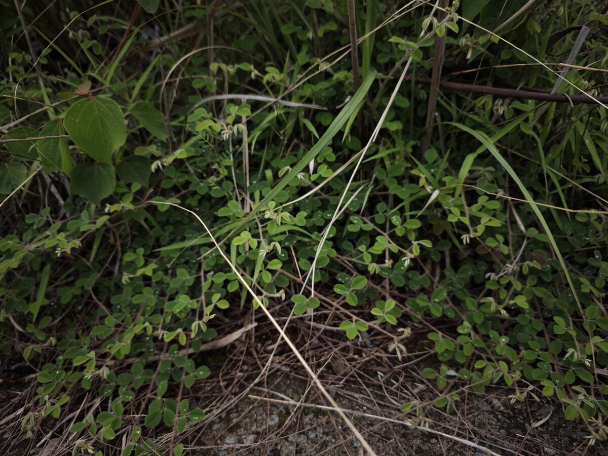 Lespedeza pilosa - (Thunb.)Siebold.&Zucc. — photo