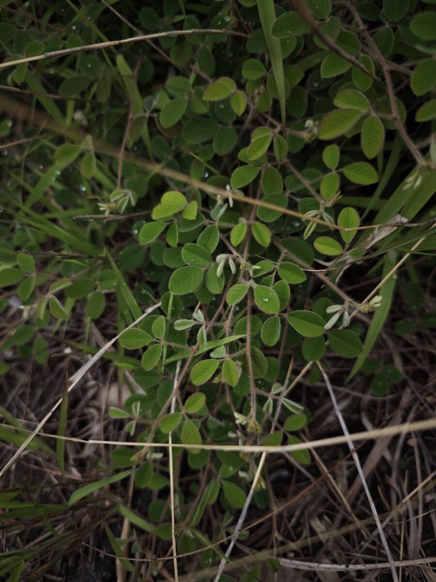 Lespedeza pilosa - (Thunb.)Siebold.&Zucc.