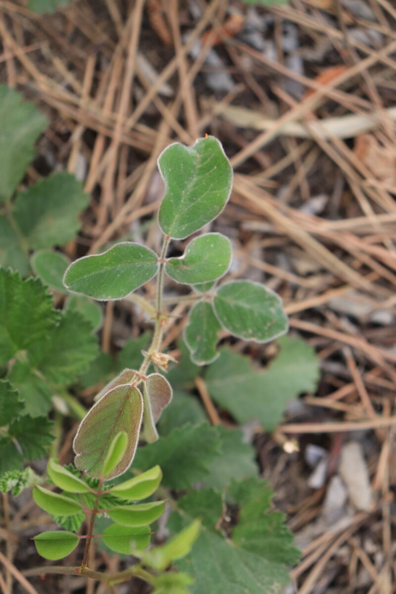 Lespedeza tomentosa - (Thunb.)Siebold. — photo