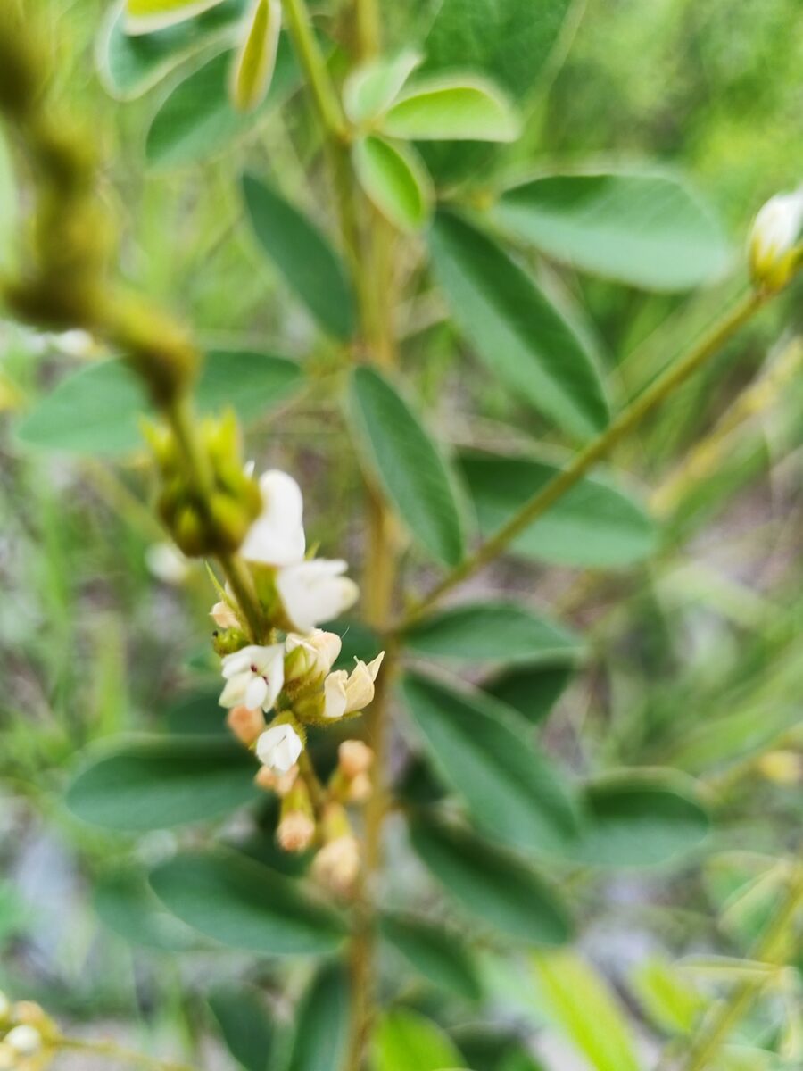 Lespedeza tomentosa - (Thunb.)Siebold. — photo