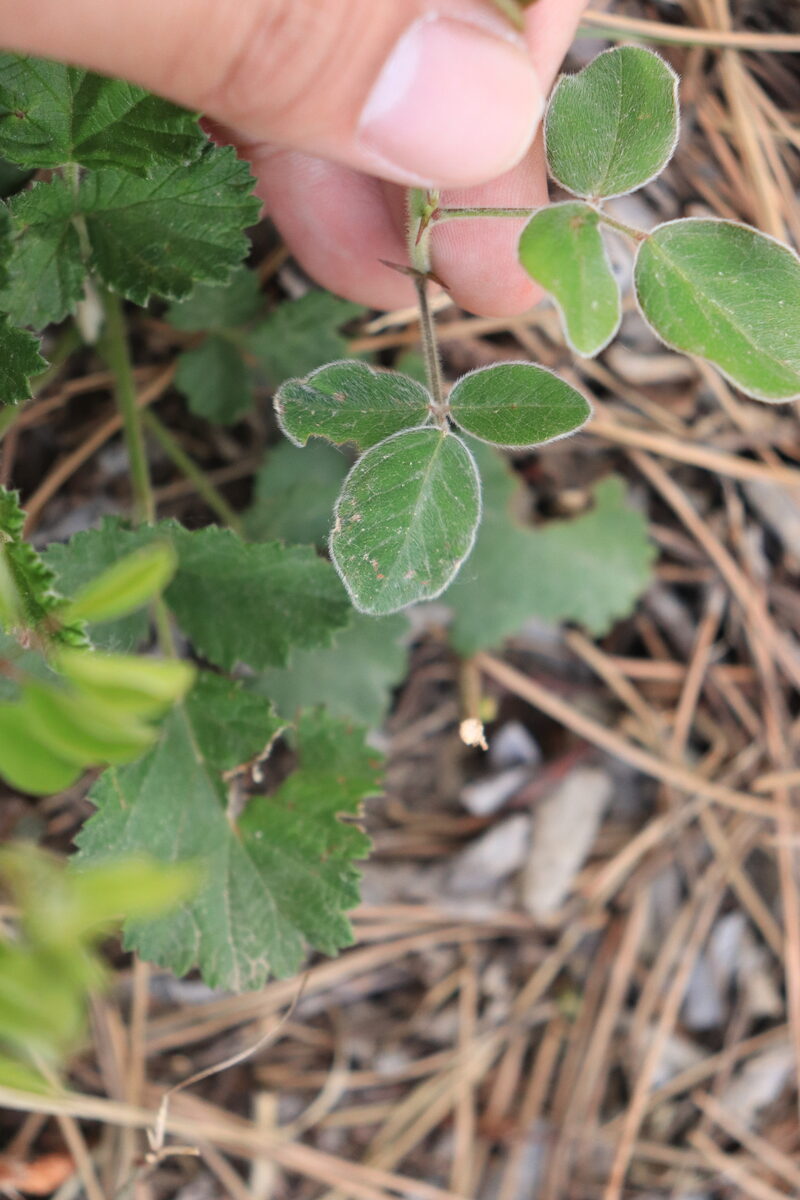 Lespedeza tomentosa - (Thunb.)Siebold.