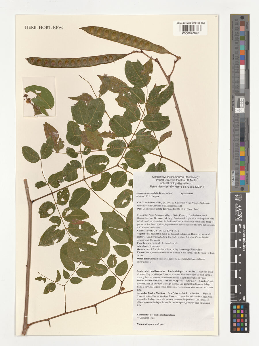 Leucaena macrophylla subsp. istmensis (Guaje) — photo