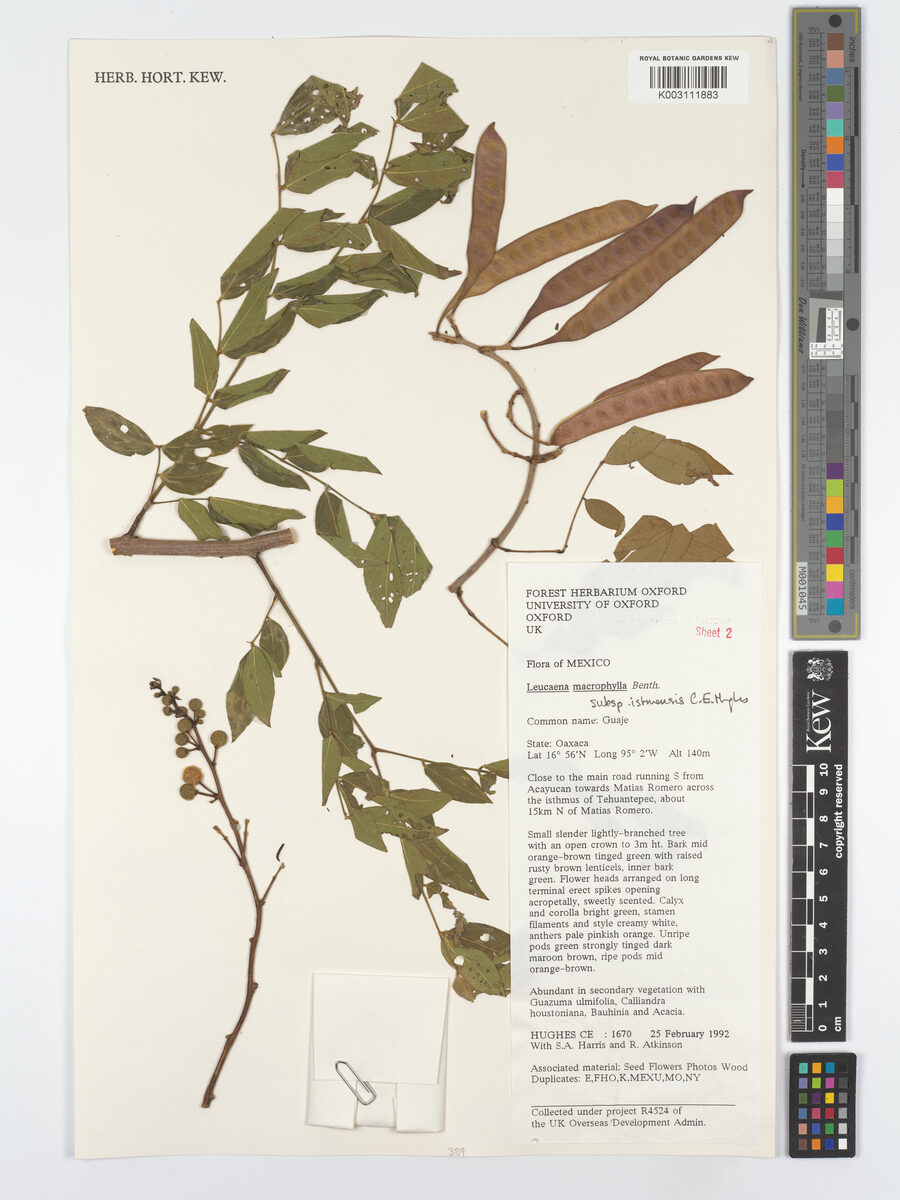 Leucaena macrophylla subsp. istmensis (Guaje) — photo